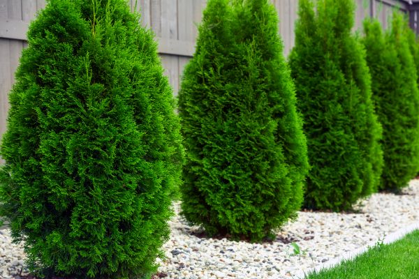 Arborvitae Planting in Lake Charles