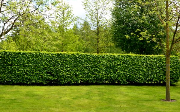 Hedge Planting in Lake Charles