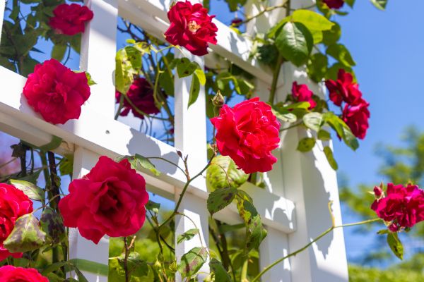 Home Gardening Service in Lake Charles