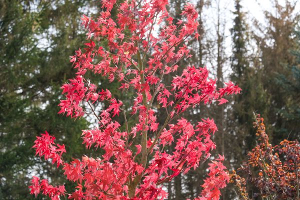 Japanese Maple Planting in Lake Charles