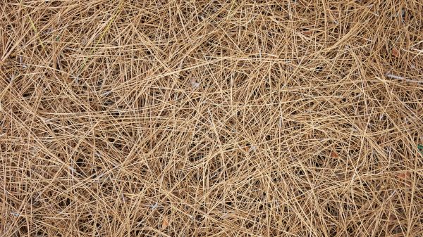 Pine Needles Delivery in Lake Charles