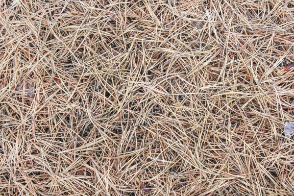 Pine Straw Installation in Lake Charles