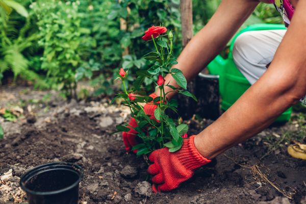 Planting Service in Lake Charles