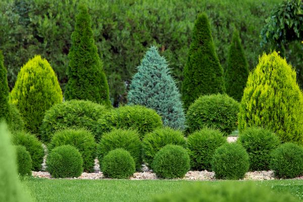 Shrub Replacement in Lake Charles