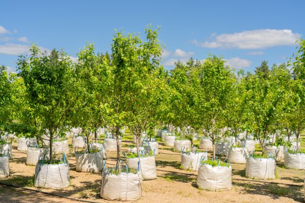 Tree Planting Service in Lake Charles