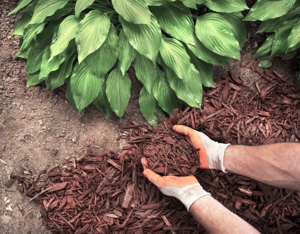 Shredded Mulch Service in Lake Charles