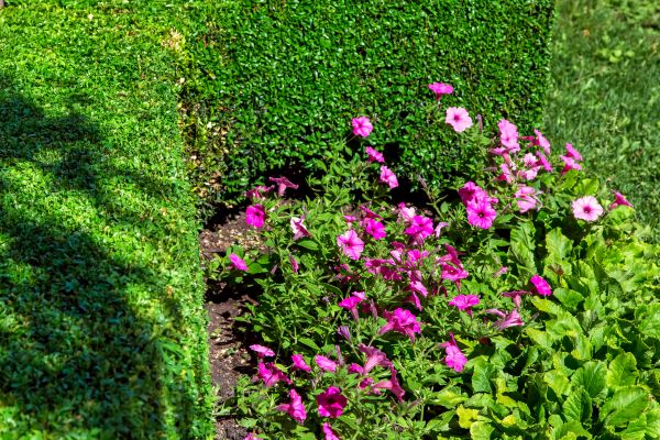 Softscaping Service in Lake Charles