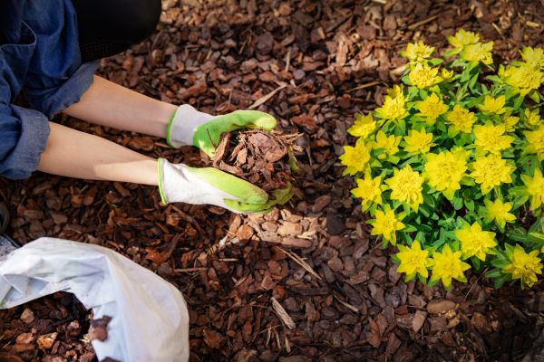 Pine Bark Mulch Installation in Lake Charles