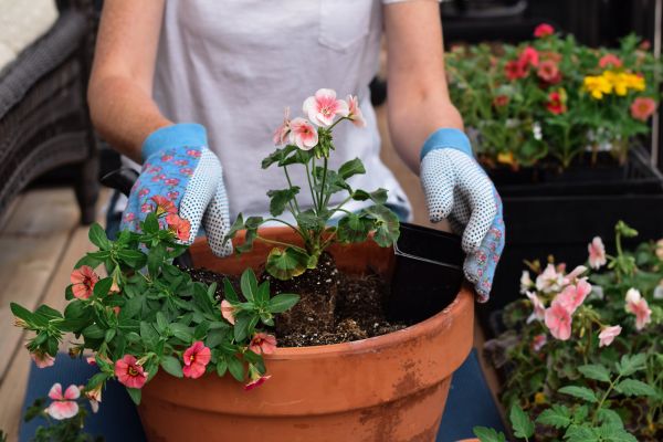 Plant Care Service in Lake Charles