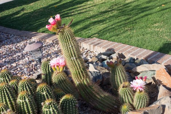 Desert Landscaping in Lake Charles