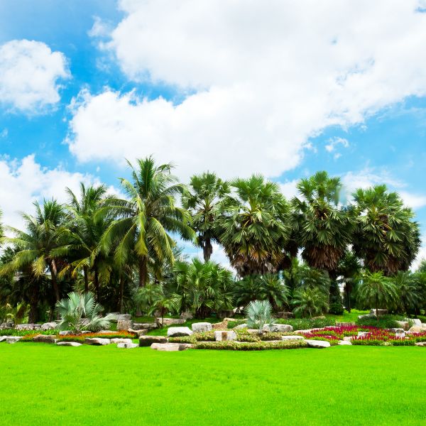 Tropical Landscaping in Lake Charles