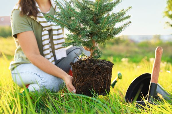 Spruce Tree Planting in Lake Charles