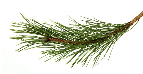 Pine Needles Installation in Lake Charles