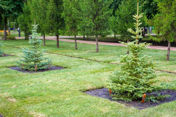 Privacy Trees Planting in Lake Charles