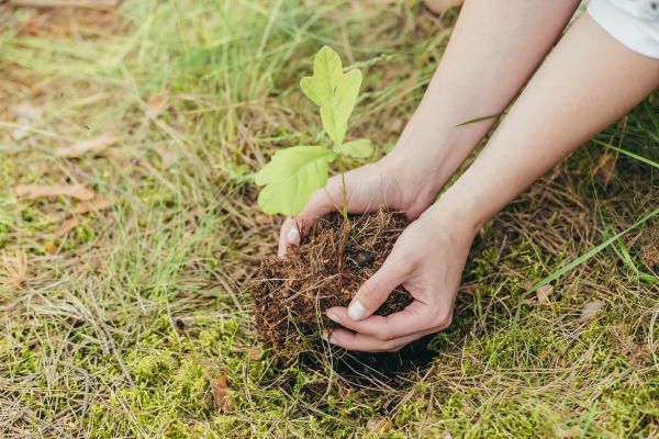 Oak Tree Planting in Lake Charles