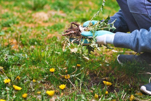 Flower Bed Clearing in Lake Charles