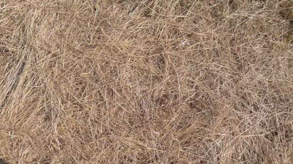 Pine Straw Replacement in Lake Charles