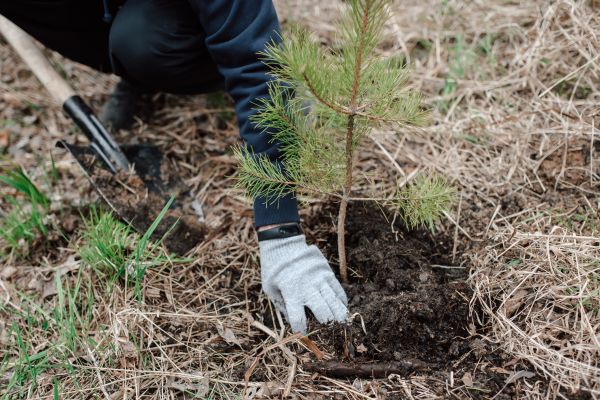 Pine Tree Planting in Lake Charles