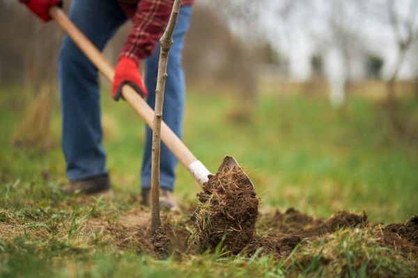 Trees Planting in Lake Charles