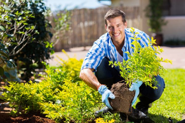 Shrub Landscaping in Lake Charles