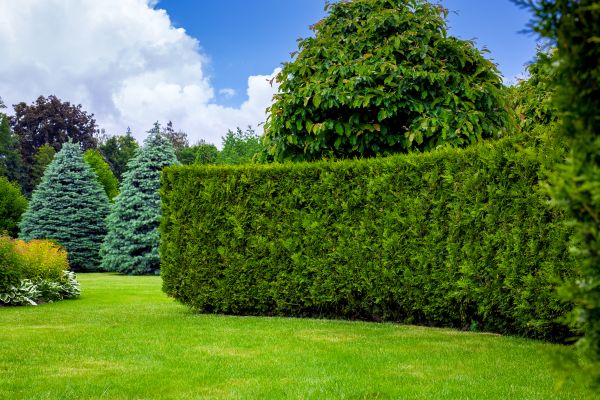 Hedge Landscaping in Lake Charles