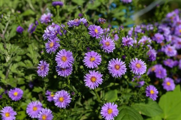 Perennial Flower Planting in Lake Charles