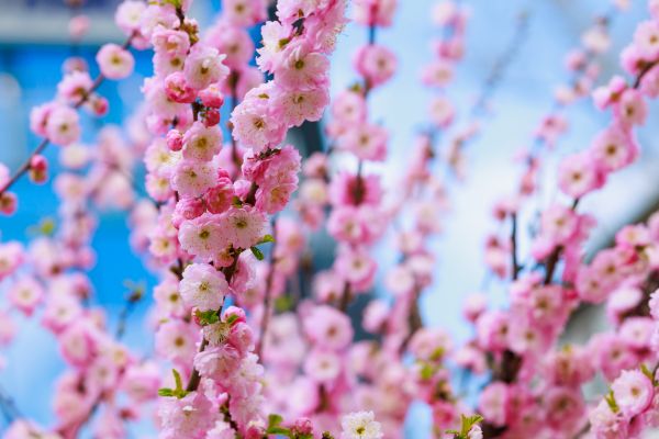 Japanese Cherry Tree Planting in Lake Charles