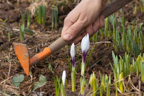 Flower Garden Weeding in Lake Charles