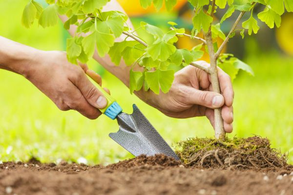 Fruit Tree Planting in Lake Charles