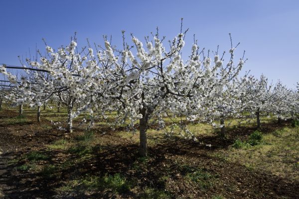 Orchard Planting in Lake Charles