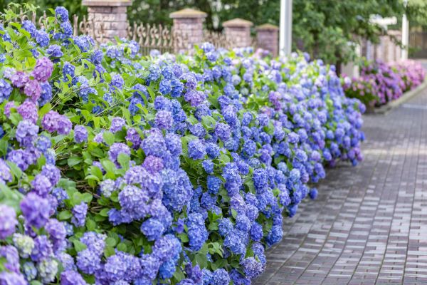 Hydrangea Landscaping in Lake Charles