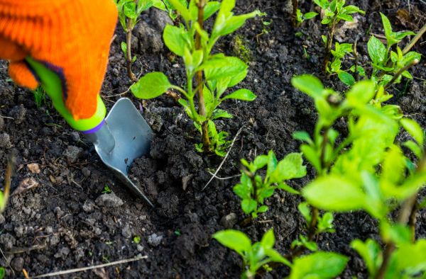 Hydrangea Planting in Lake Charles