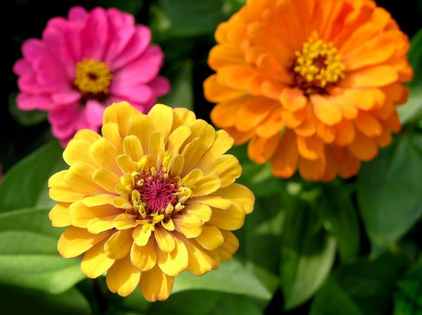 Zinnia Planting in Lake Charles