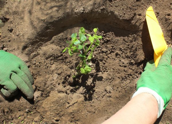 Rose Bush Planting in Lake Charles