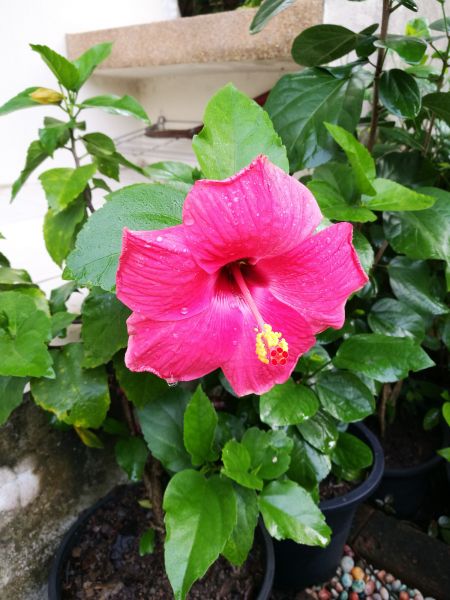 Hibiscus Planting in Lake Charles