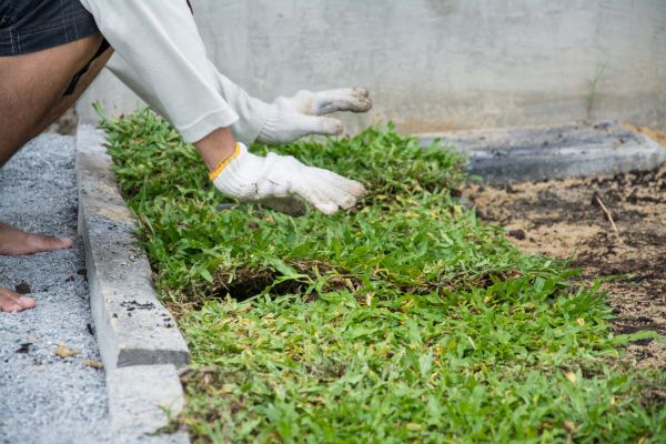 Ground Cover Planting in Lake Charles
