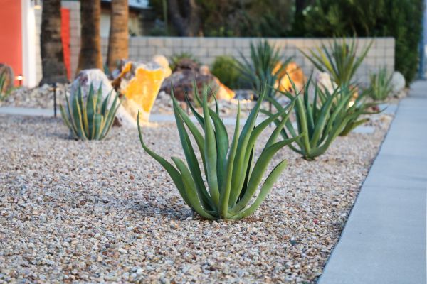 Drought Resistant Landscaping in Lake Charles