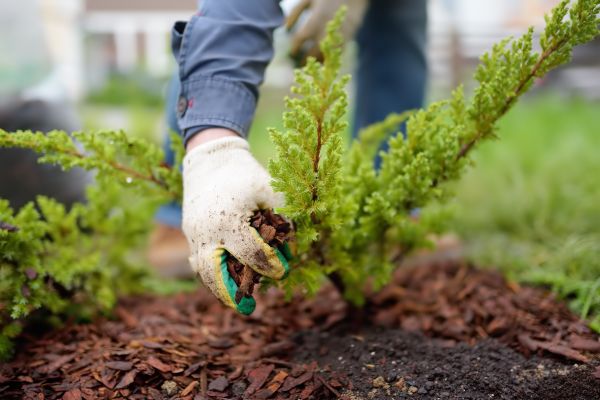 Church Mulching in Lake Charles
