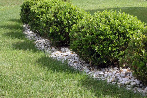 Boxwood Planting in Lake Charles
