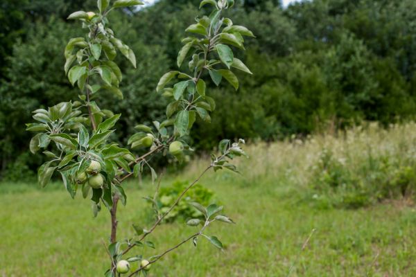 Apple Tree Planting in Lake Charles